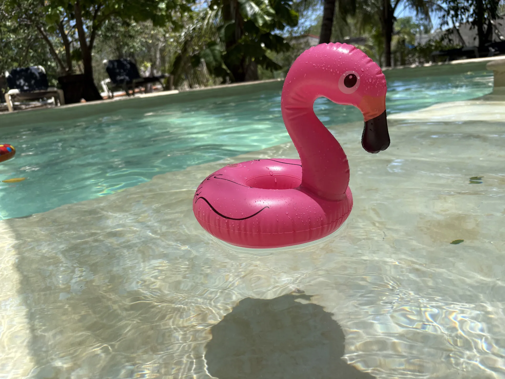 Flamingo de Lol-Ha