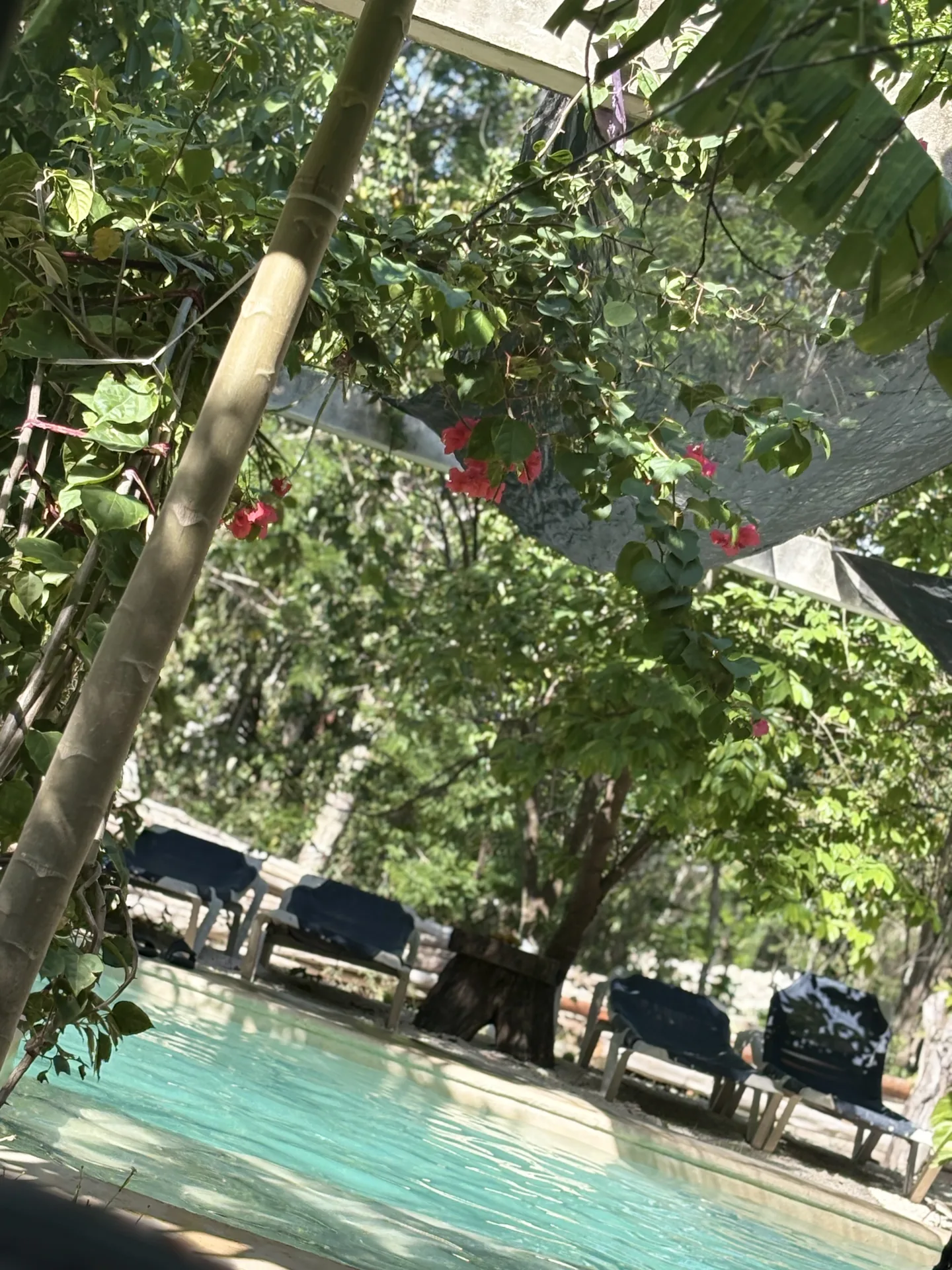 Selva alrededor